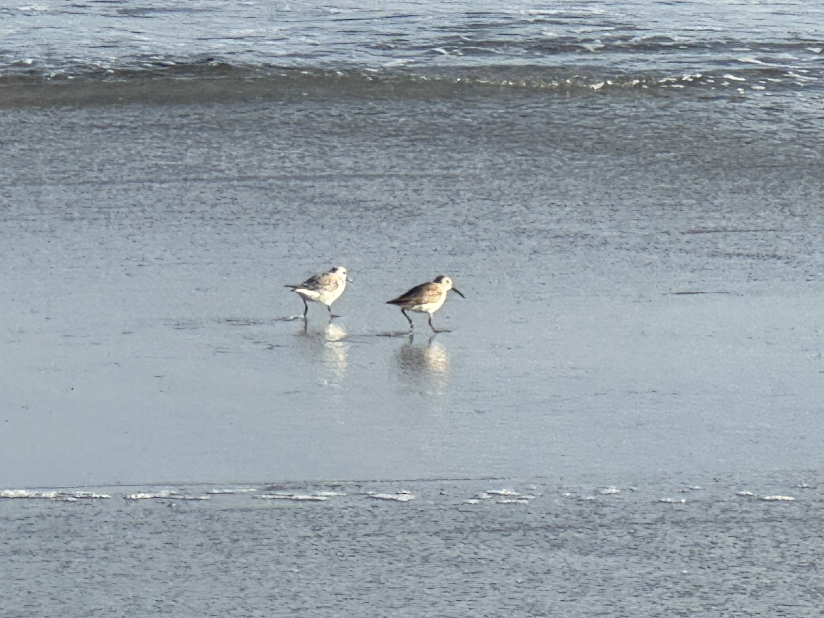 Sanderling - ML633225777