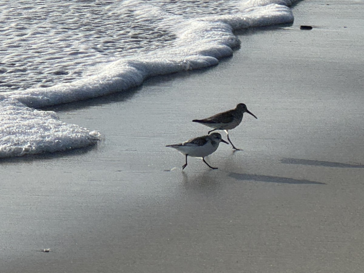 Dunlin - ML633225820