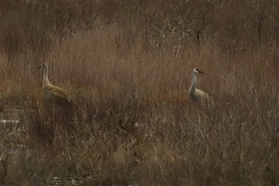 Sandhill Crane (Greater) - ML633225826