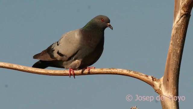 Rock Pigeon (Feral Pigeon) - ML633225829
