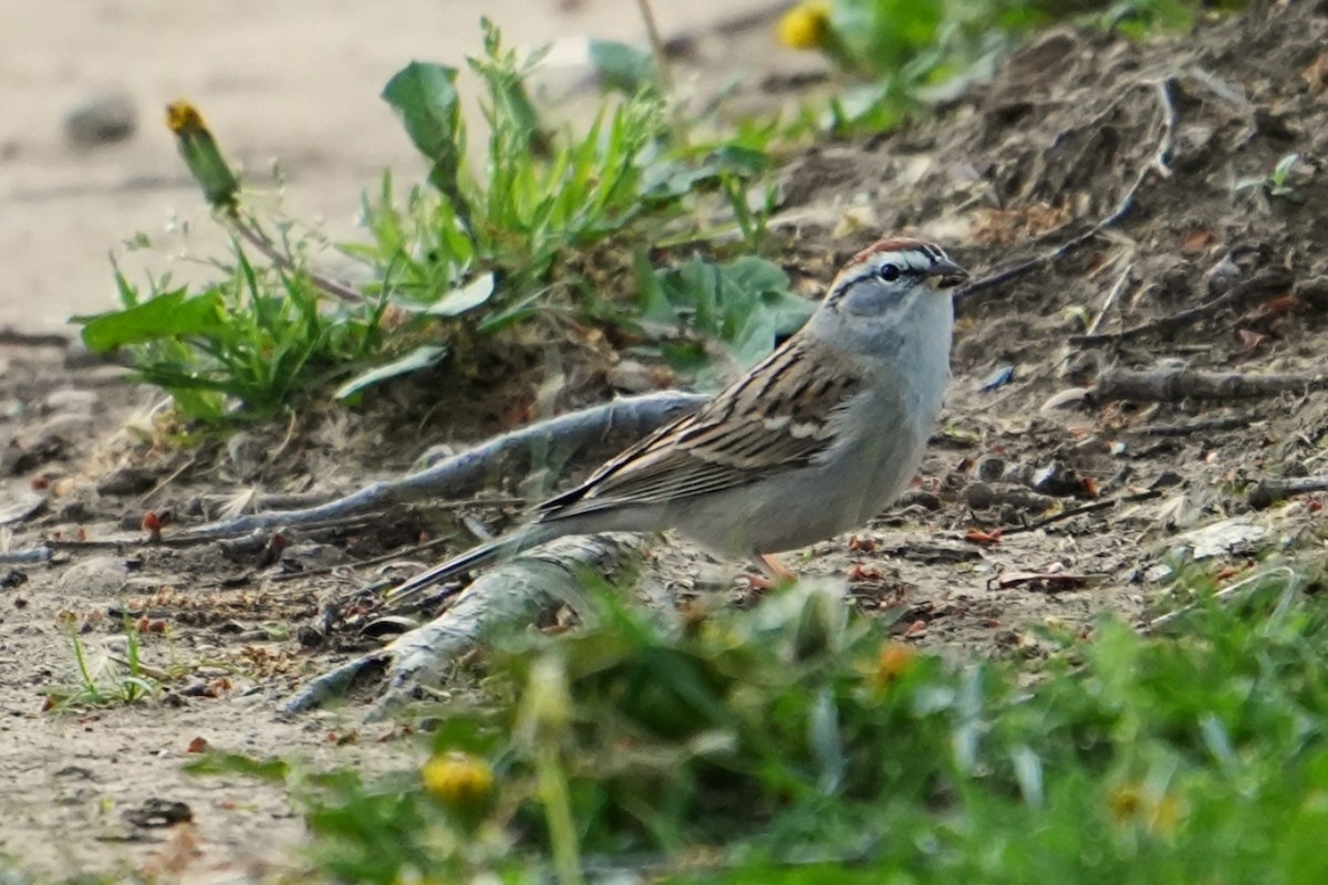 Chipping Sparrow - ML633225865