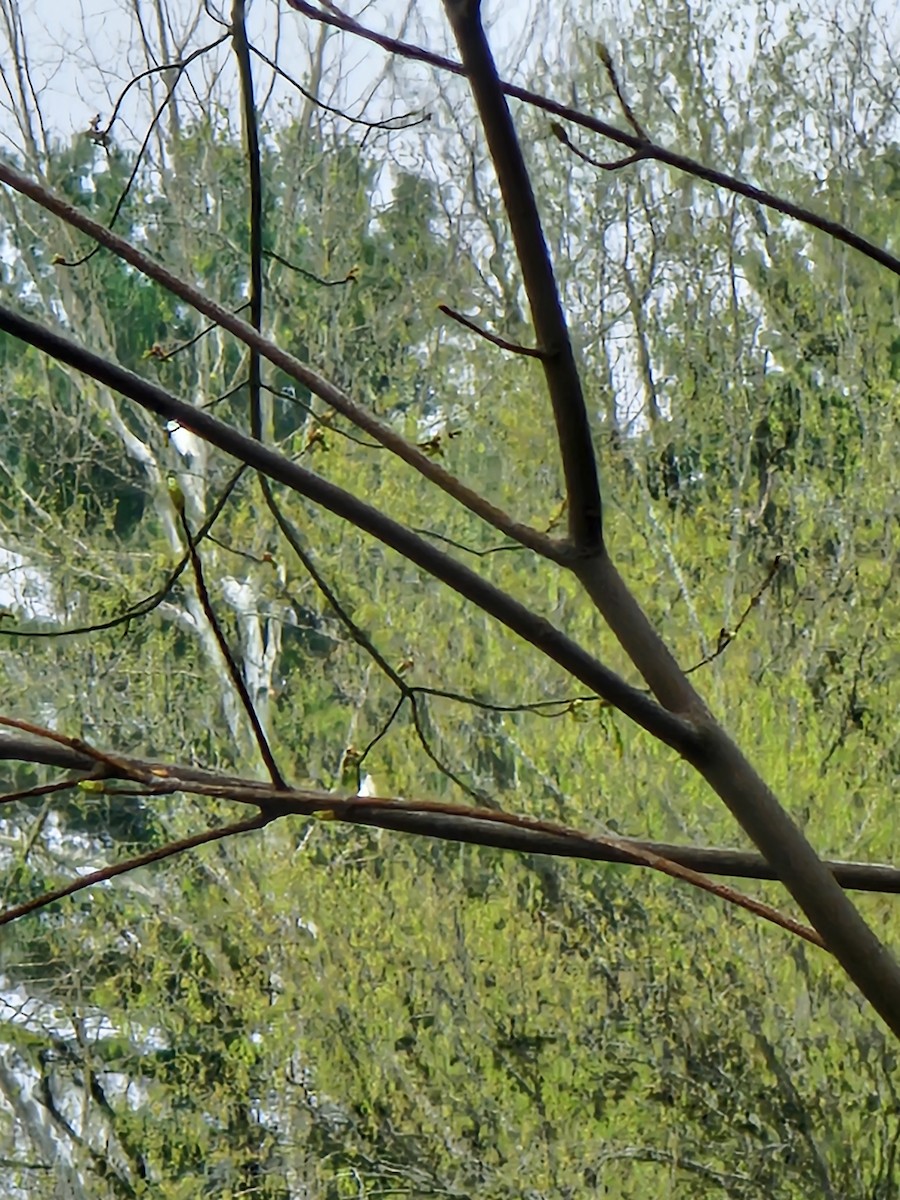 Great Egret - ML633225896