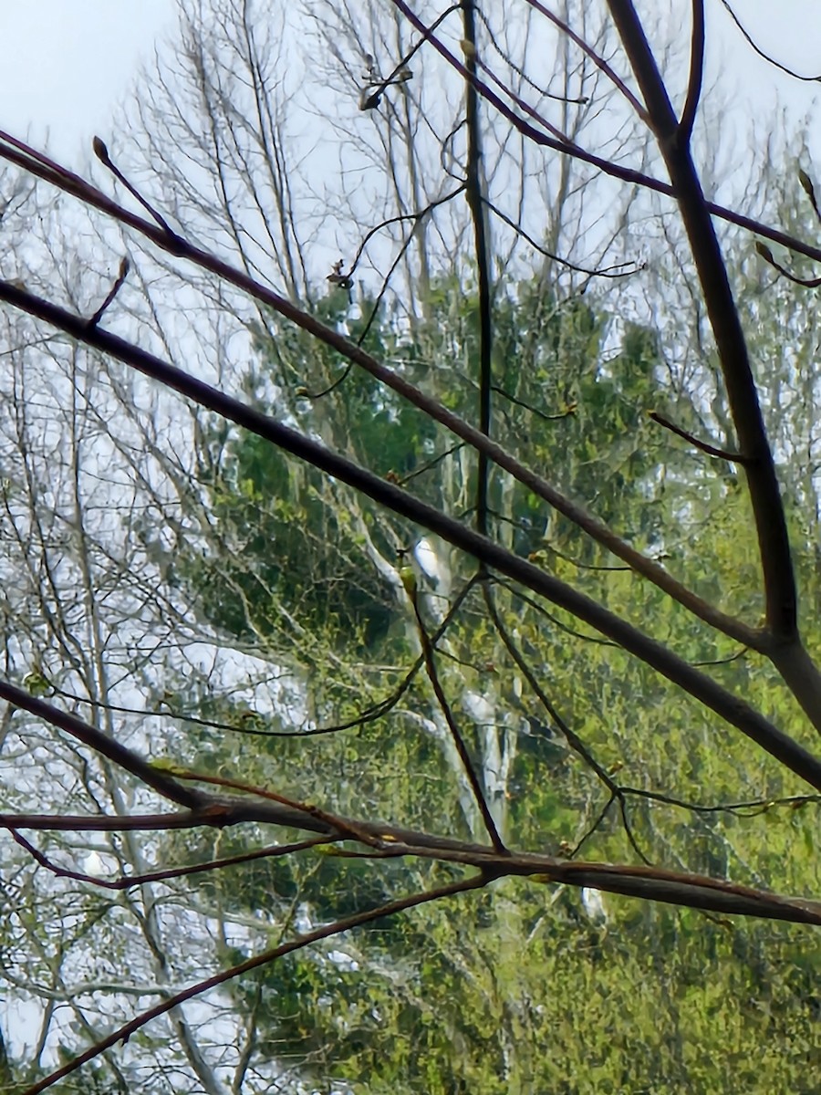 Great Egret - ML633225906