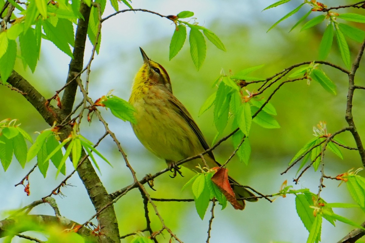 Palm Warbler - ML633225913