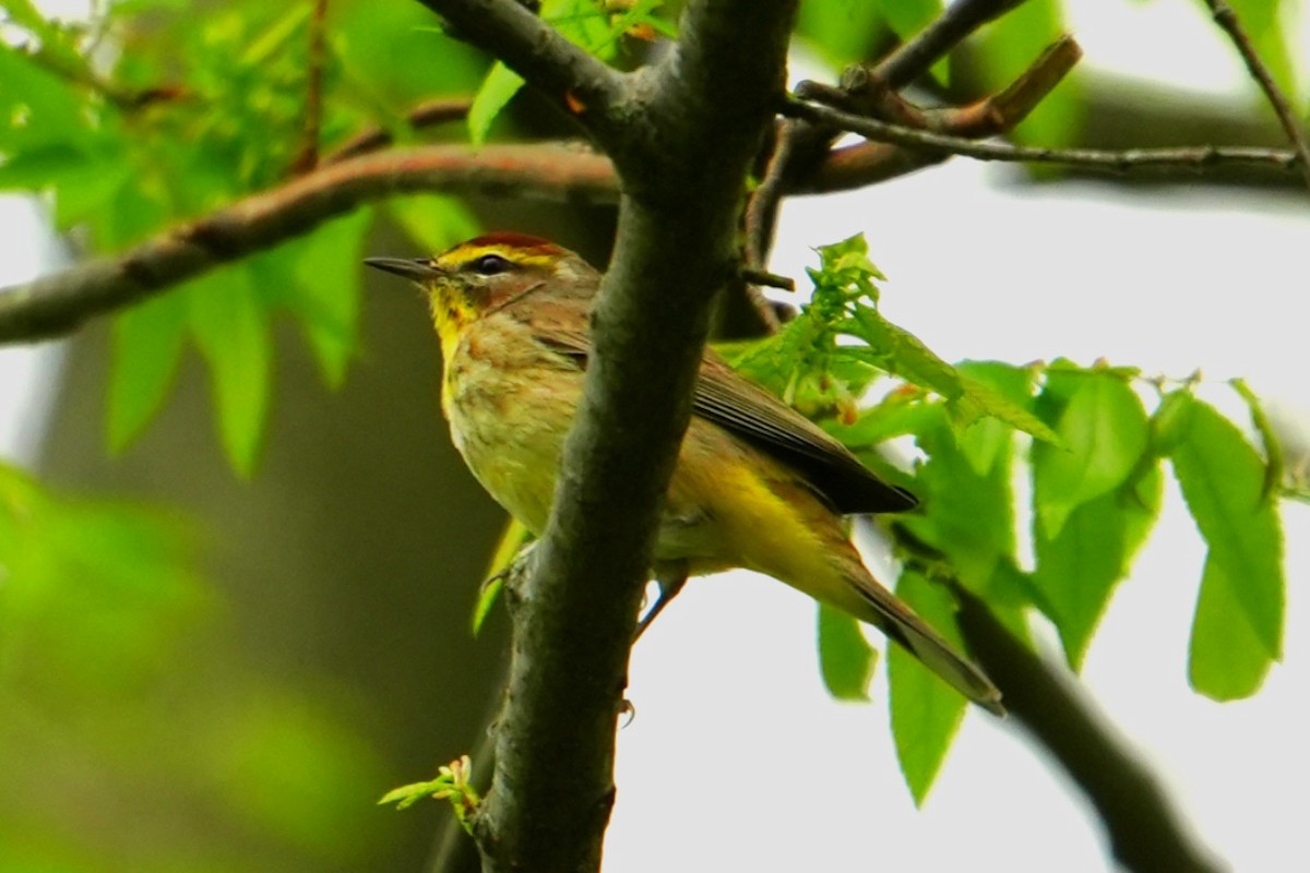 Palm Warbler - ML633225914