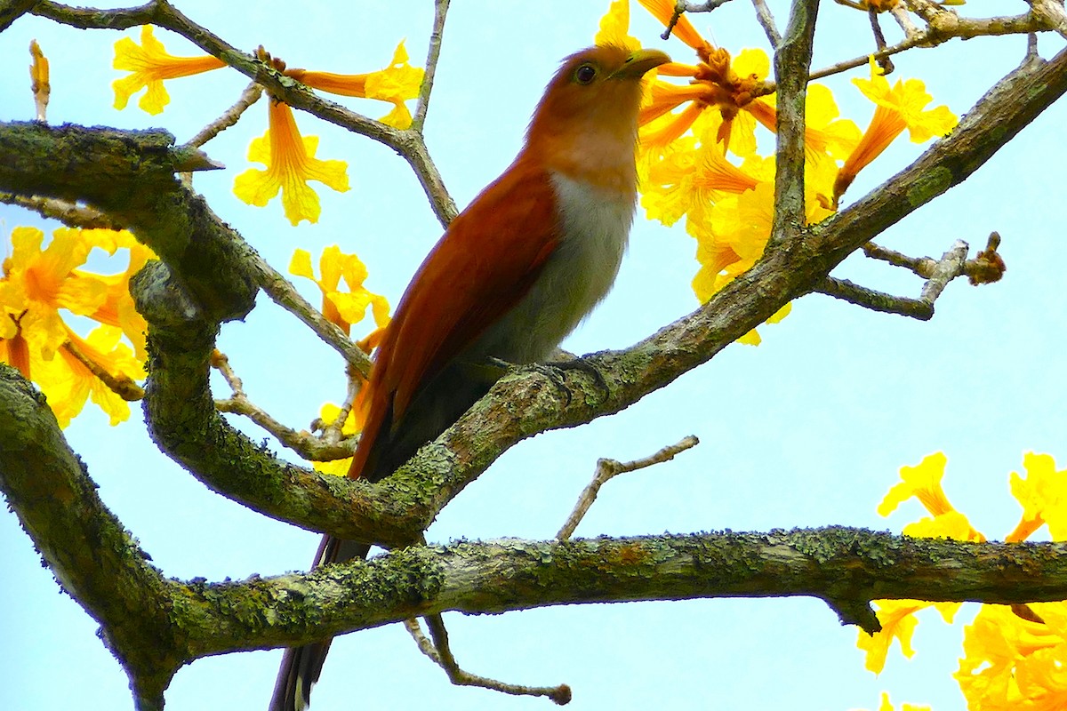 Common Squirrel-Cuckoo - ML633225963