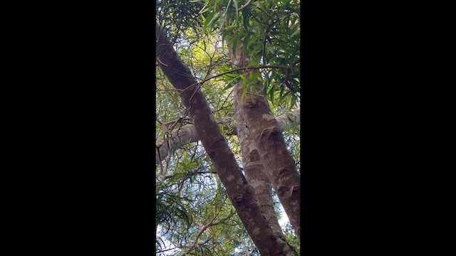 Oahu Elepaio - ML633226068