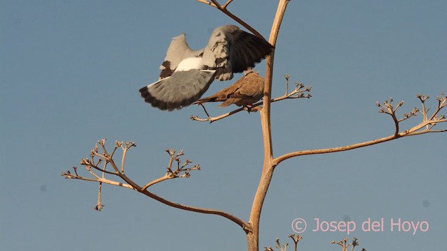 Rock Pigeon (Feral Pigeon) - ML633226078