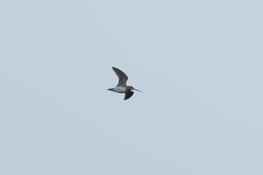 Wilson's Snipe - ML633226420