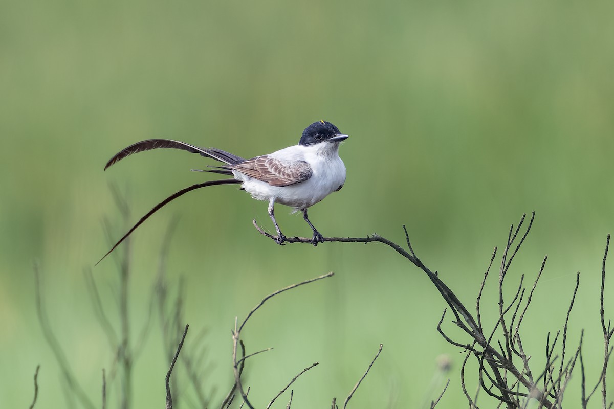 Fork-tailed Flycatcher - ML633226541
