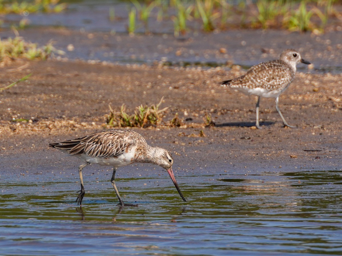 Bar-tailed Godwit - ML633226571