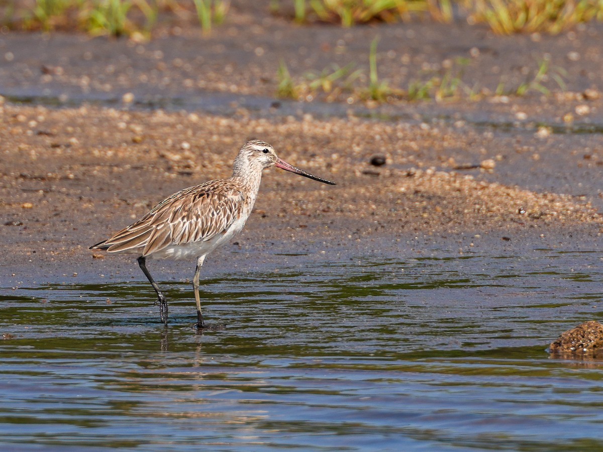 Bar-tailed Godwit - ML633226572