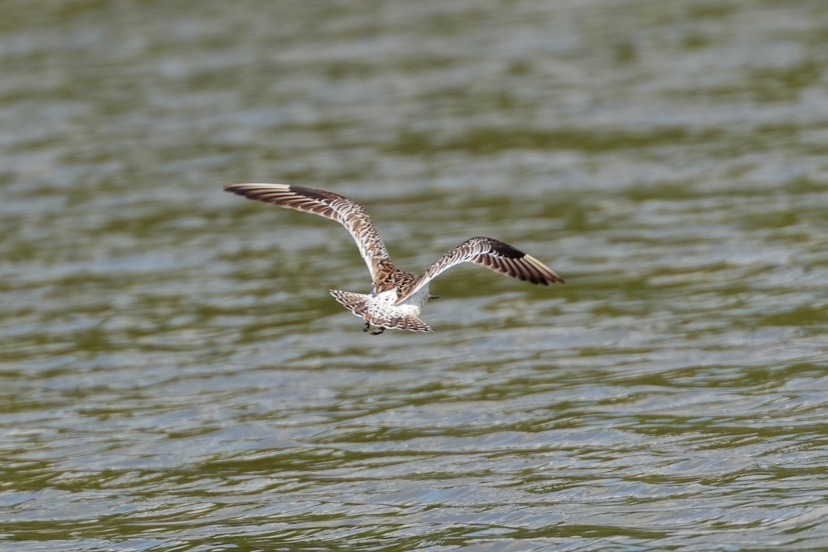 Bar-tailed Godwit - ML633226573