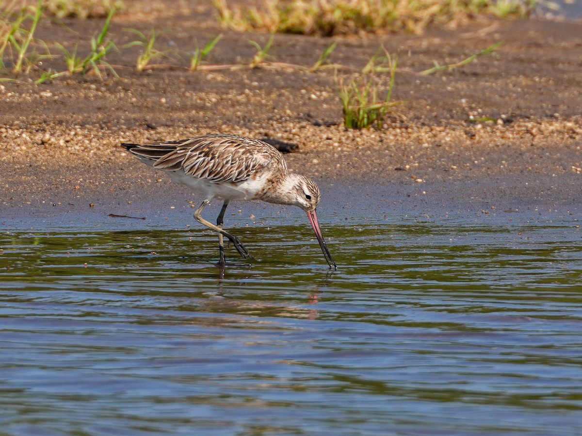 Bar-tailed Godwit - ML633226574