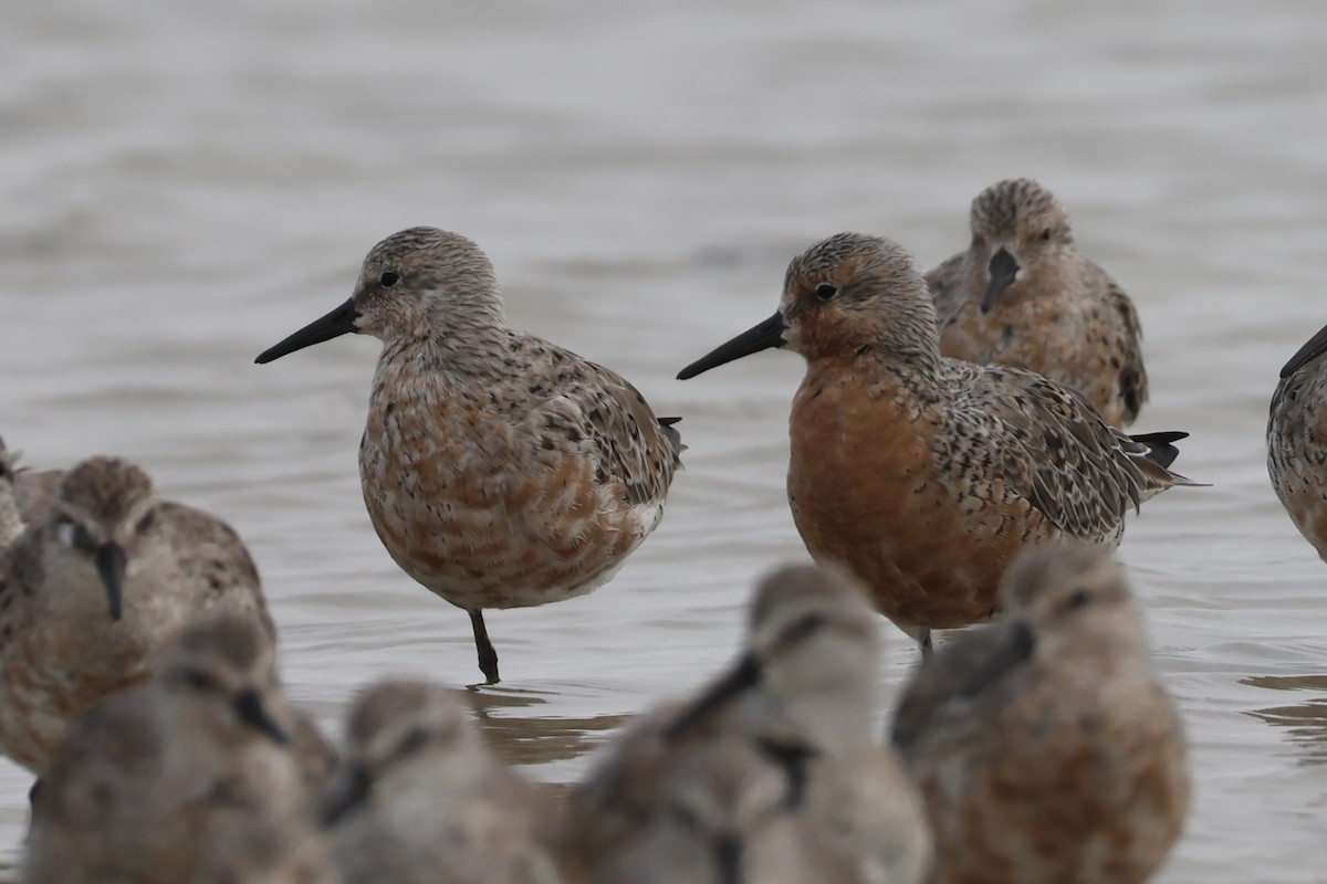Red Knot - Steve Northrop