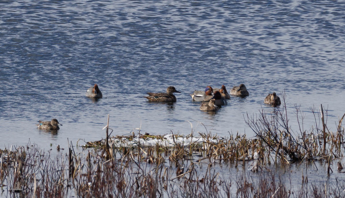Green-winged Teal - ML633226628