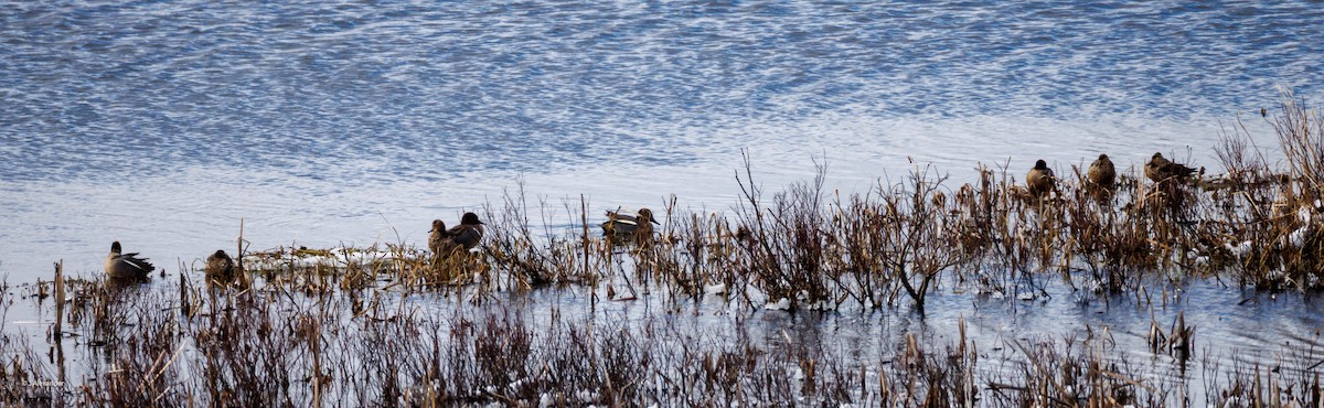 Green-winged Teal - ML633226630