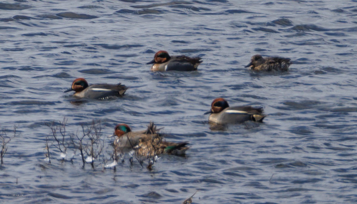 Green-winged Teal (Eurasian) - ML633226634