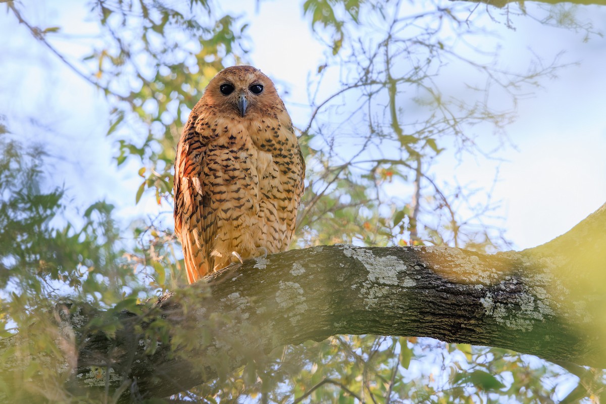 Pel's Fishing-Owl - ML633226863