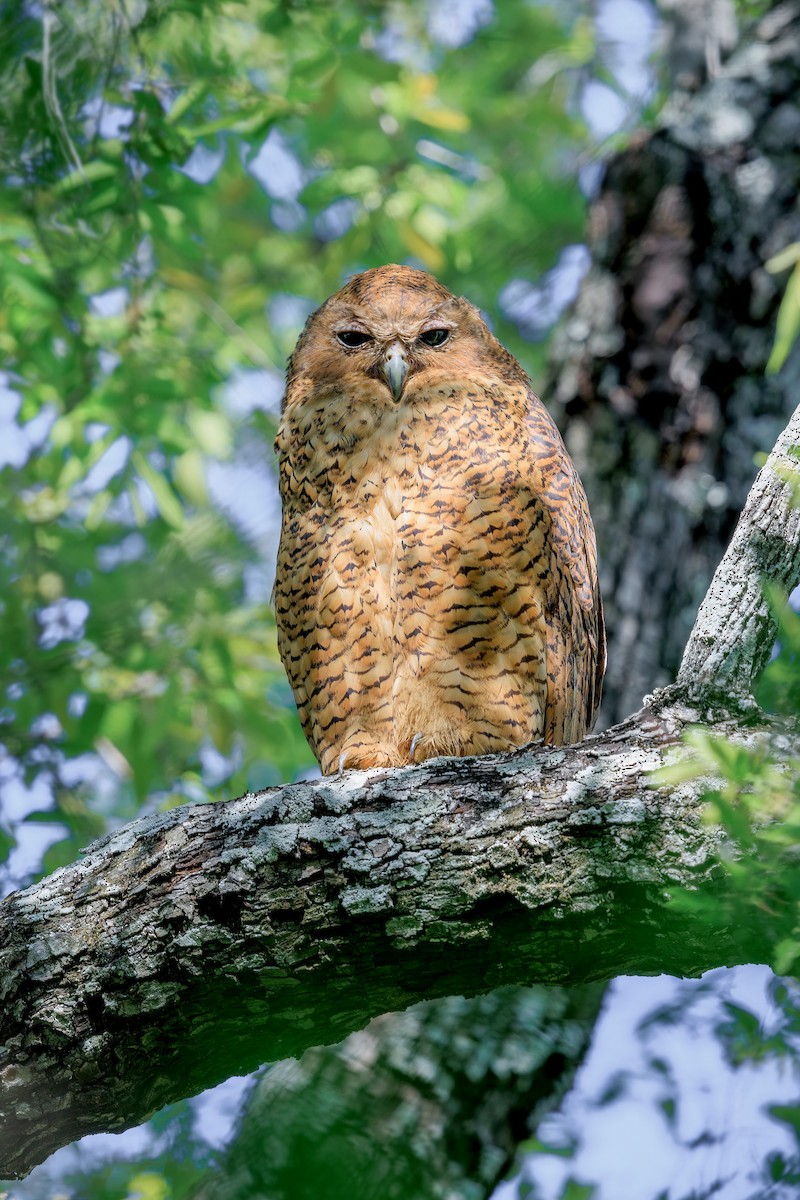 Pel's Fishing-Owl - ML633226864