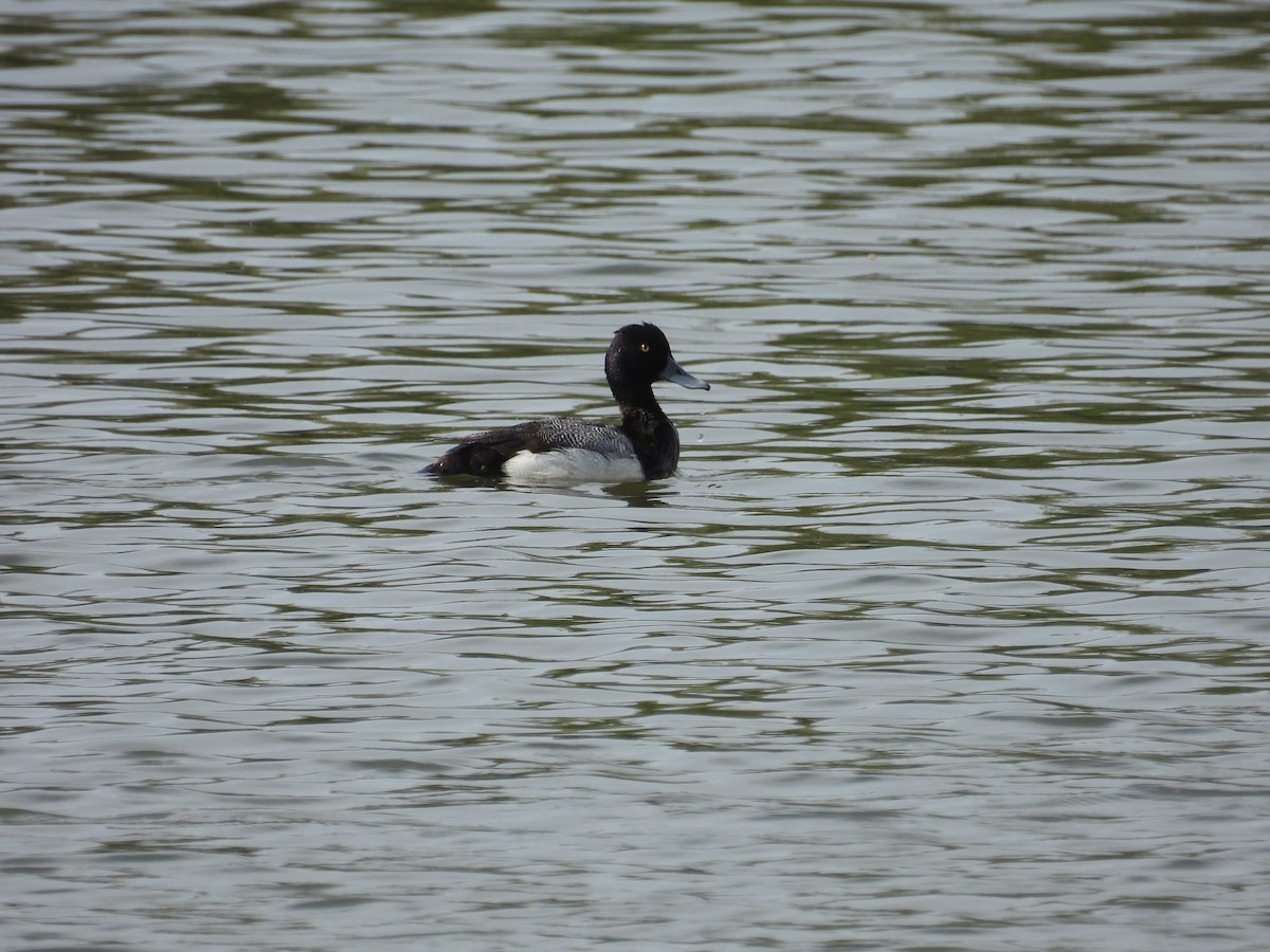 Lesser Scaup - ML633226867