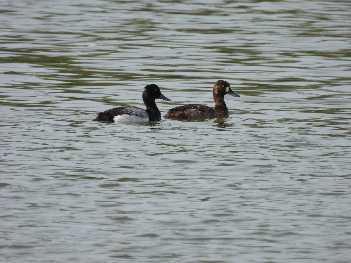 Lesser Scaup - ML633226868
