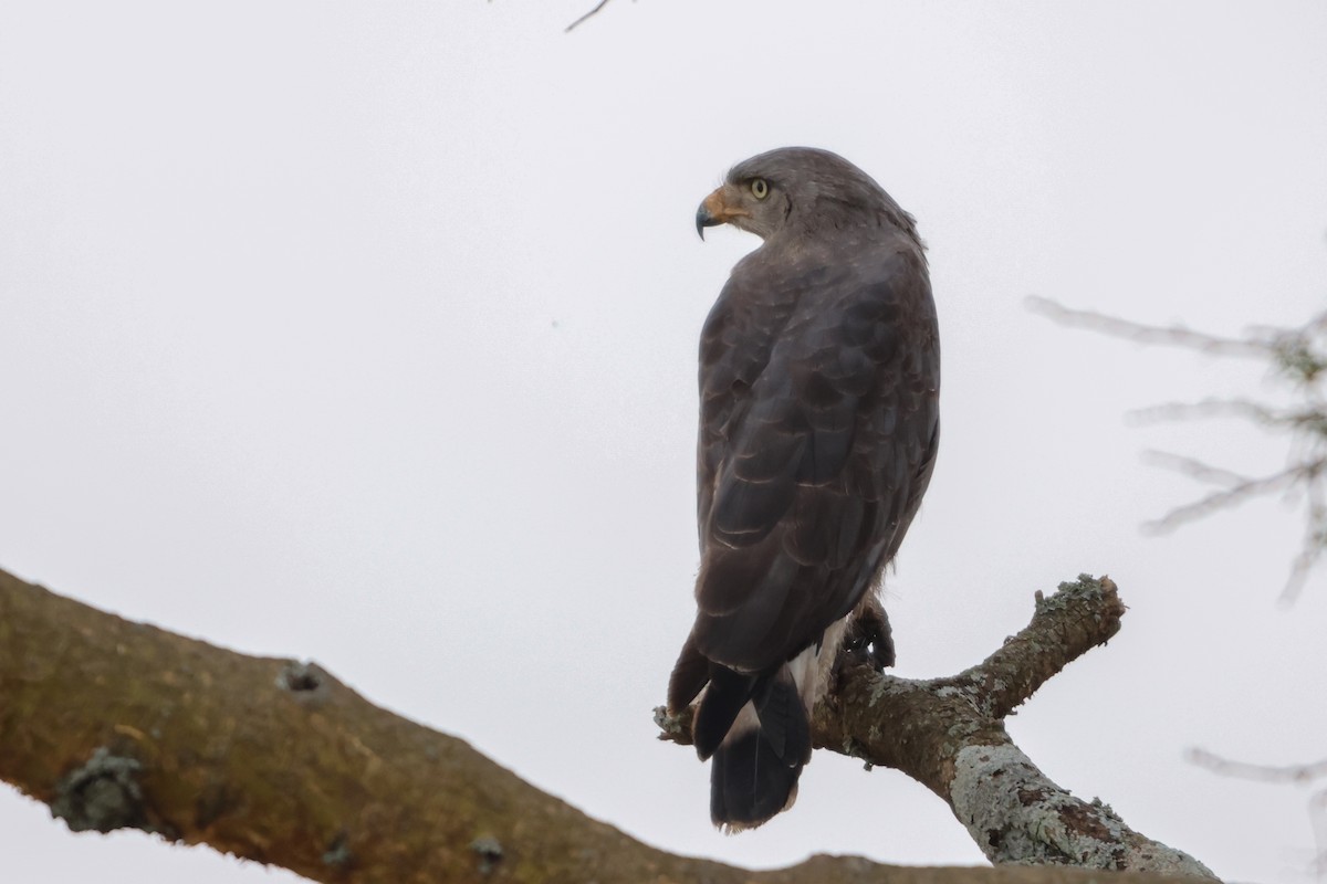 Western Banded Snake-Eagle - ML633226932