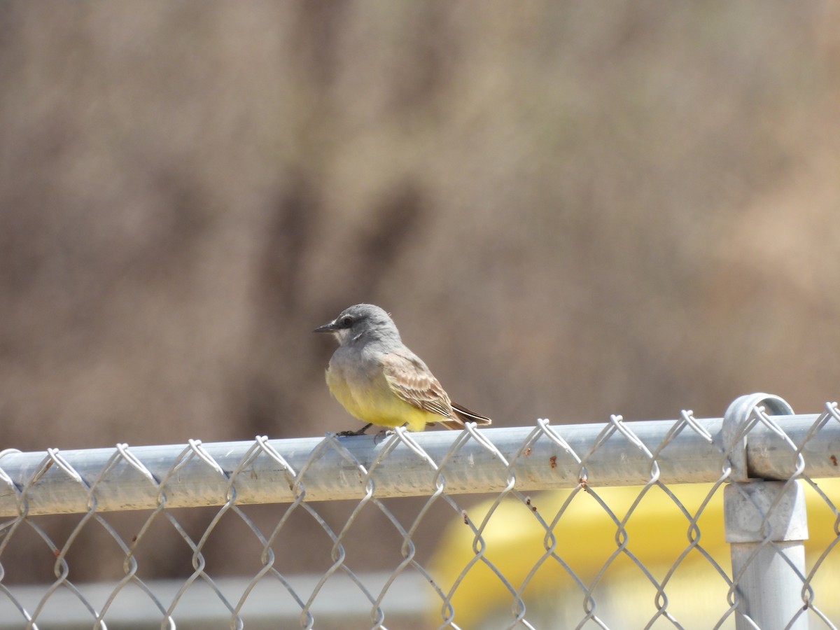Cassin's Kingbird - ML633226940