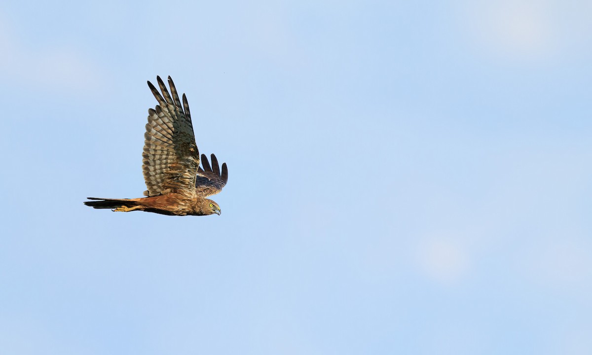 African Marsh Harrier - Kit Day