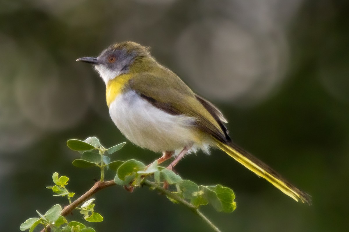 Yellow-breasted Apalis (Brown-tailed) - ML633227102