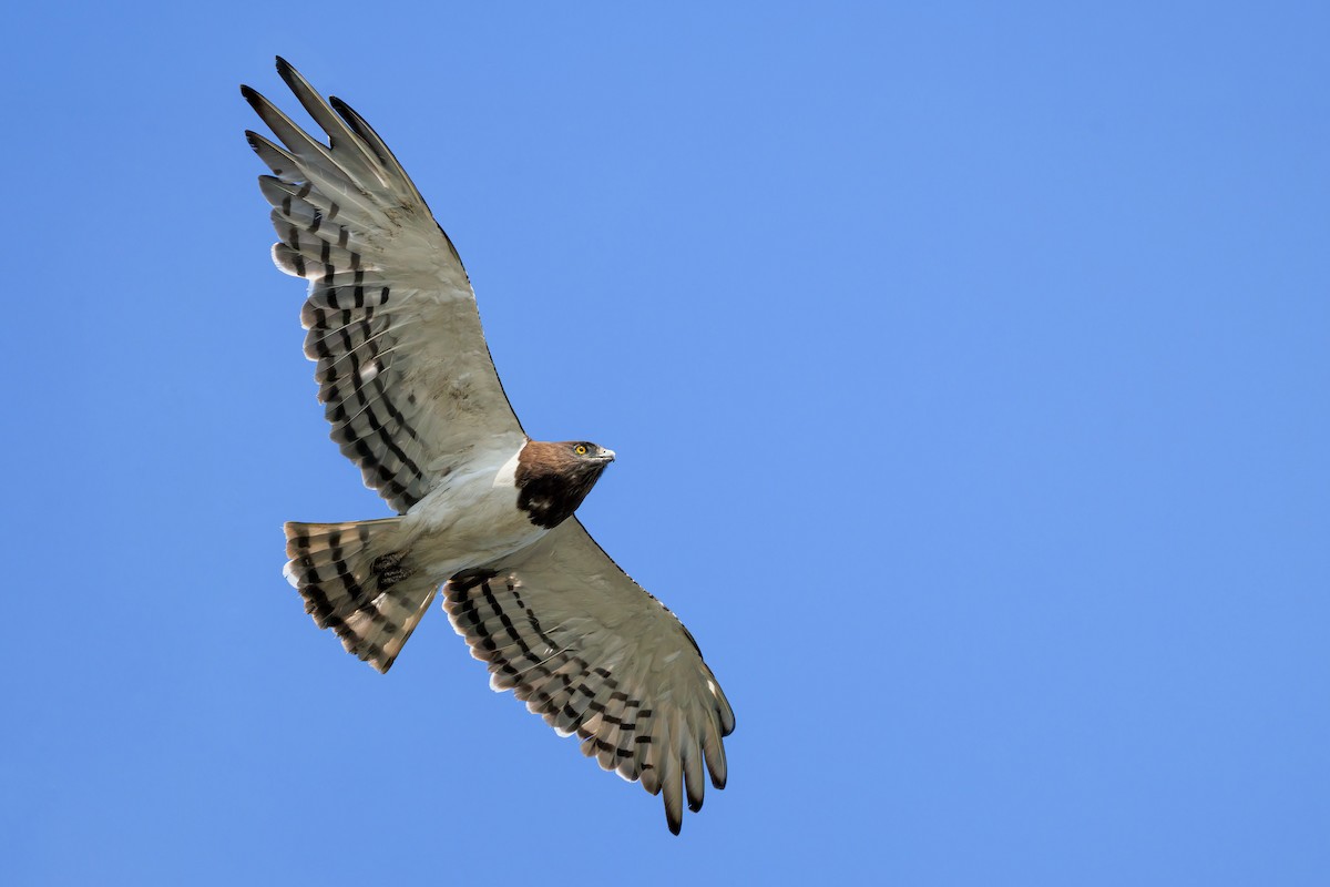 Black-chested Snake-Eagle - ML633227108