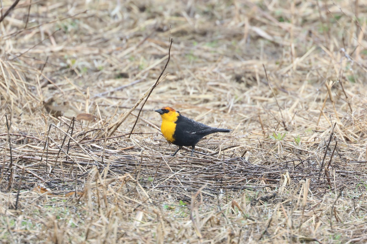 Yellow-headed Blackbird - ML633227133