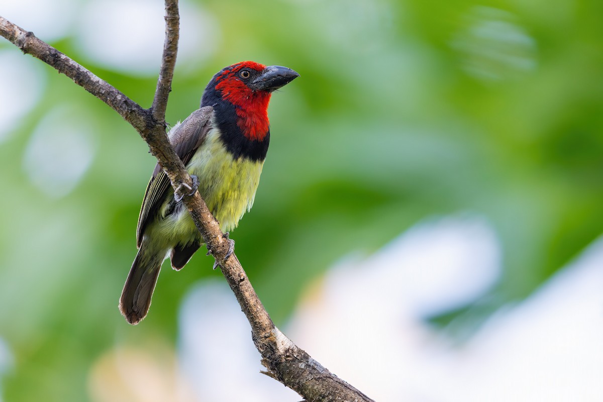 Black-collared Barbet - ML633227177
