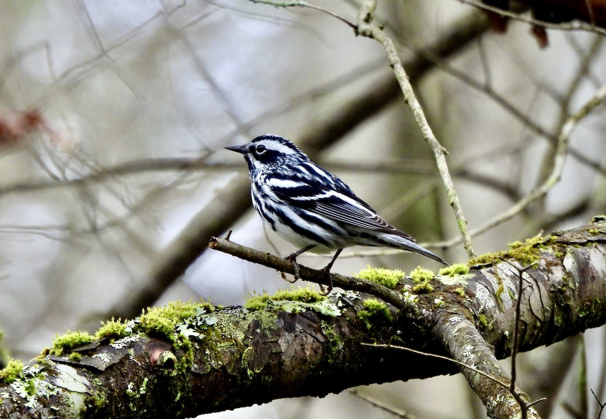 Black-and-white Warbler - ML633227384