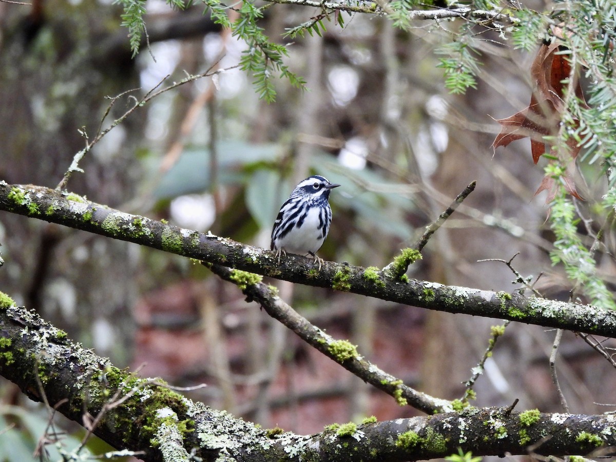 Black-and-white Warbler - ML633227385