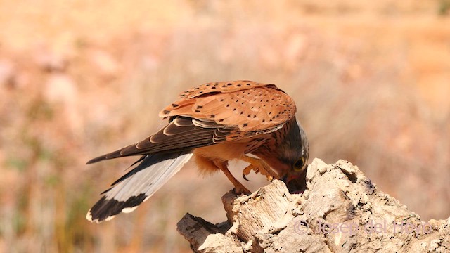 Faucon crécerelle - ML633227408