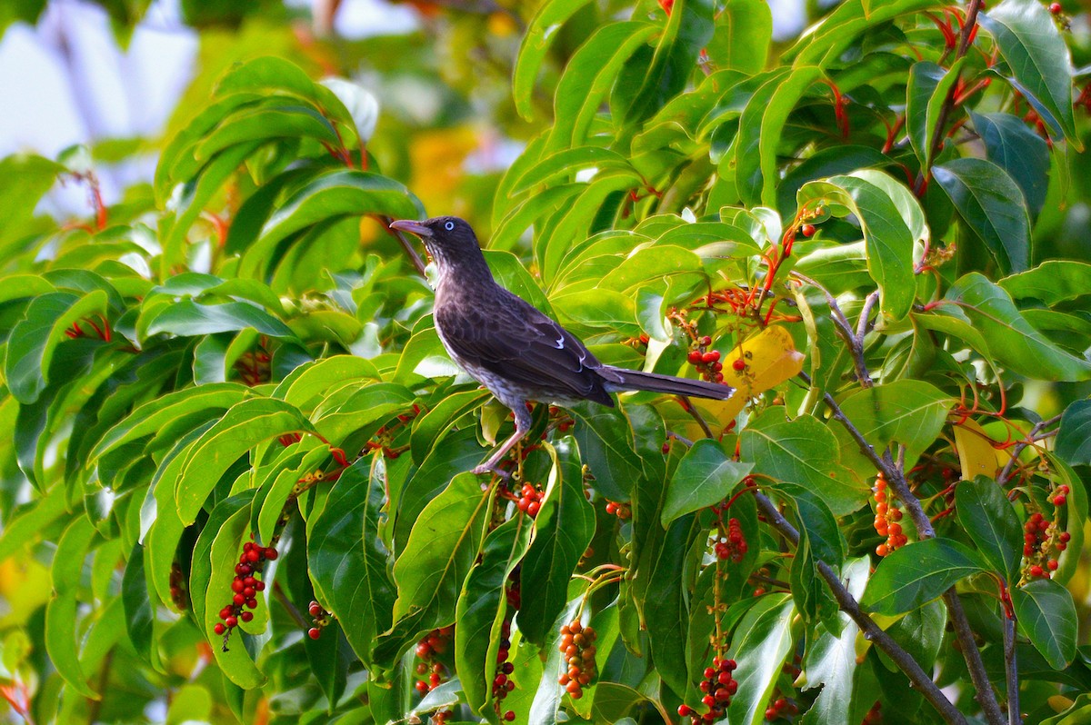 Pearly-eyed Thrasher - Dalton Rose