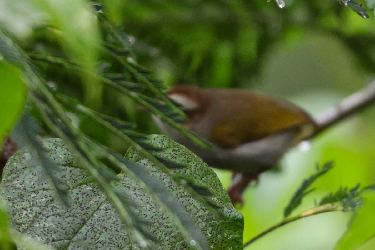 White-browed Crombec - ML633227526