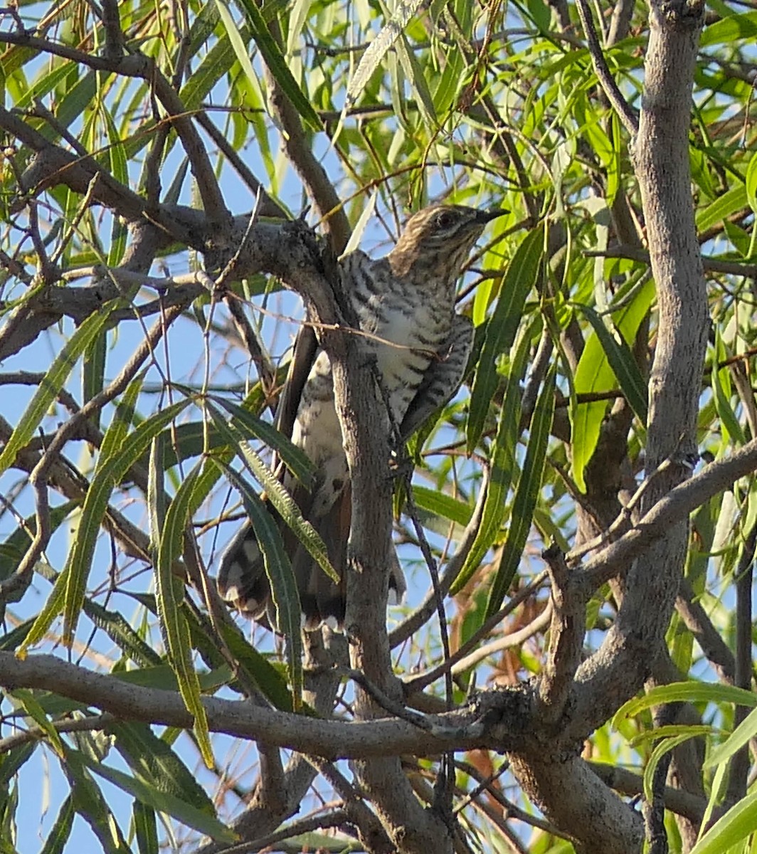 Horsfield's Bronze-Cuckoo - ML633227549