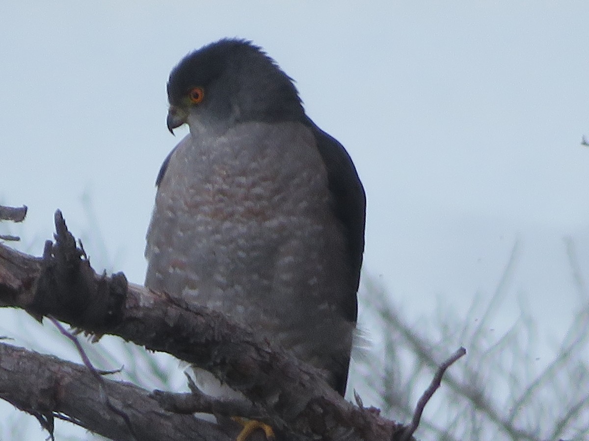 Chilean Hawk - ML633227685
