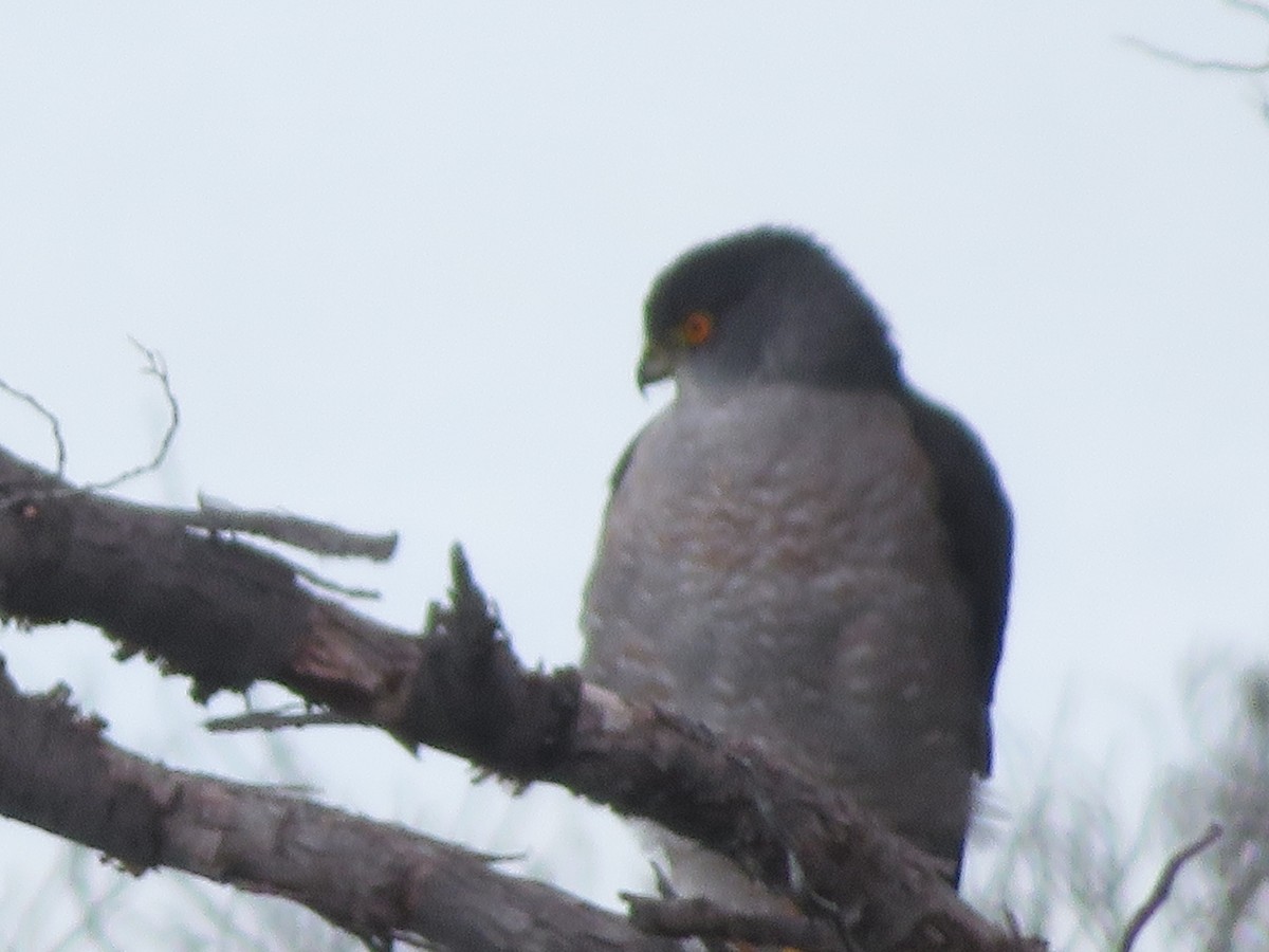 Chilean Hawk - ML633227687