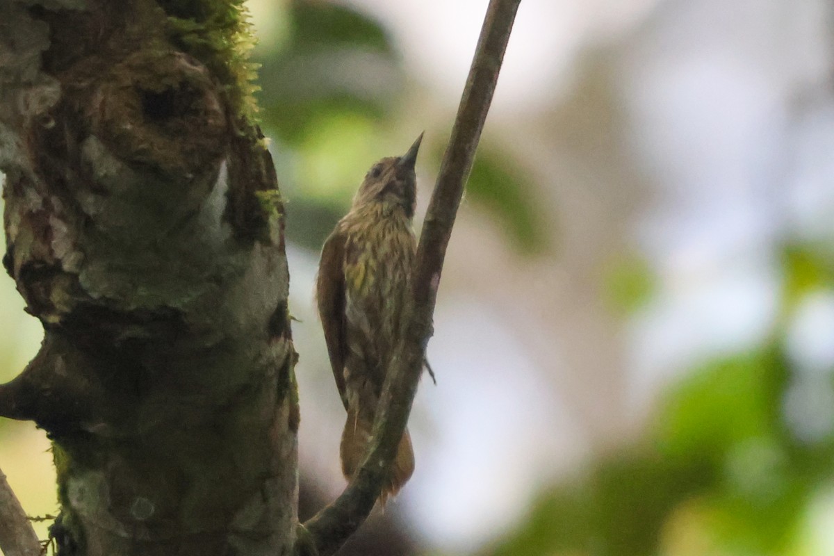 Elliot's Woodpecker - ML633227856