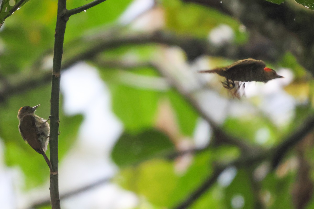 Elliot's Woodpecker - ML633227857