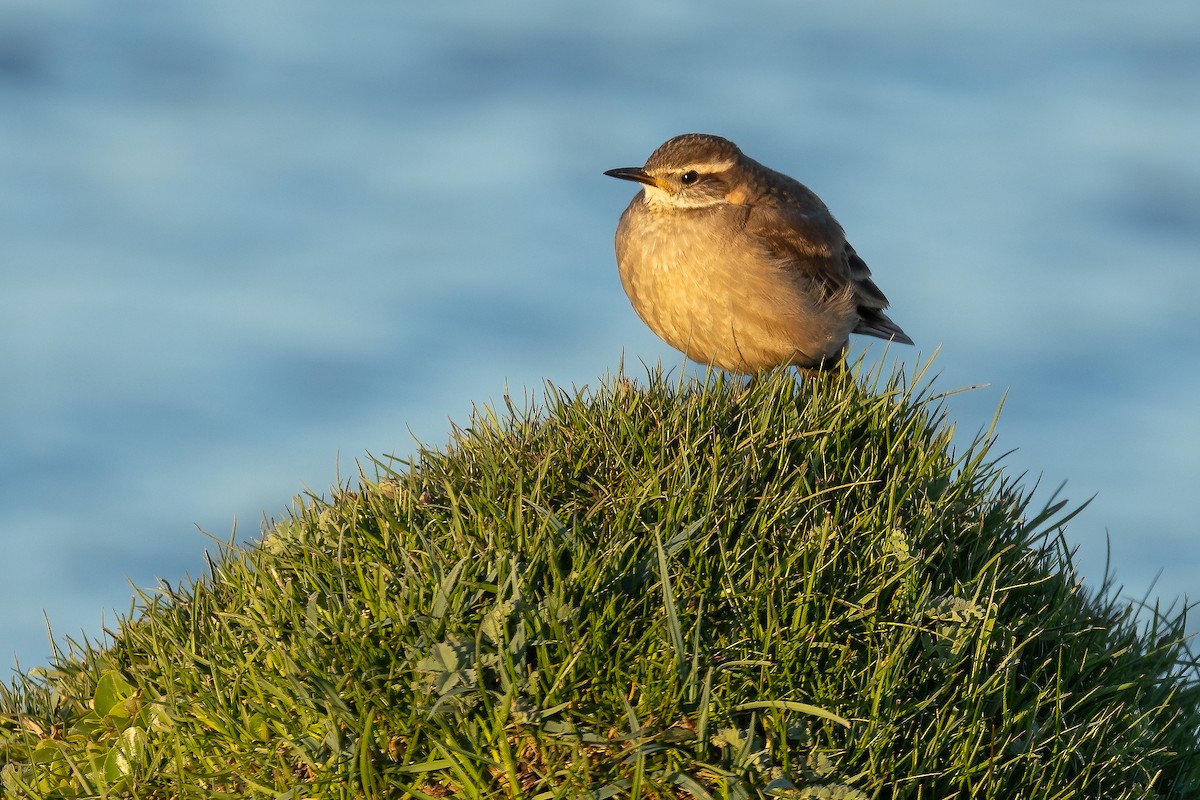 Buff-winged Cinclodes - ML633227984