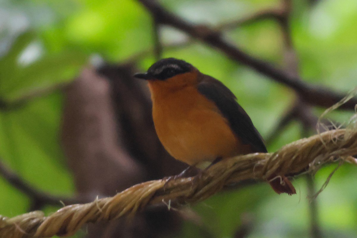 Gray-winged Robin-Chat - ML633228010