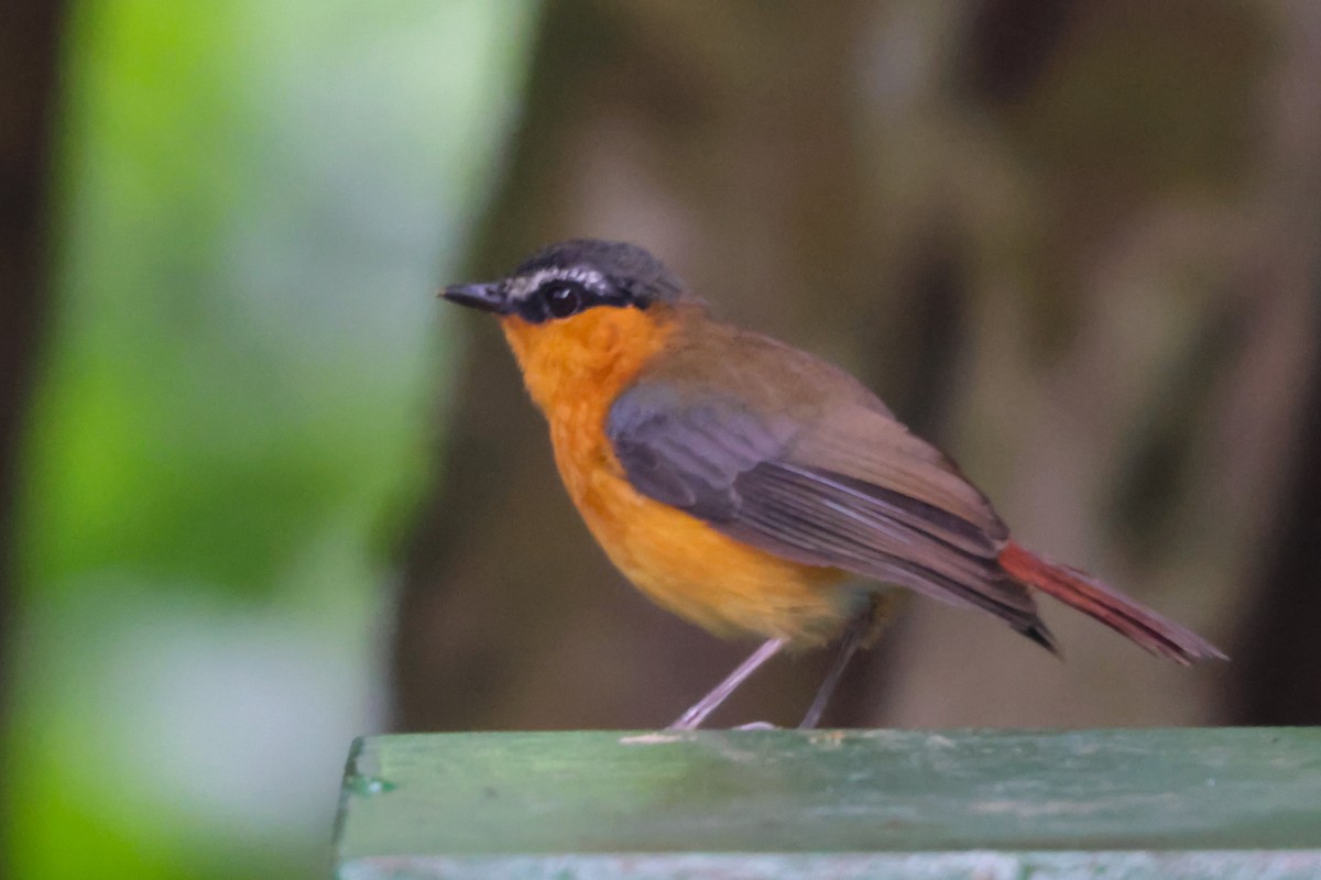 Gray-winged Robin-Chat - ML633228011