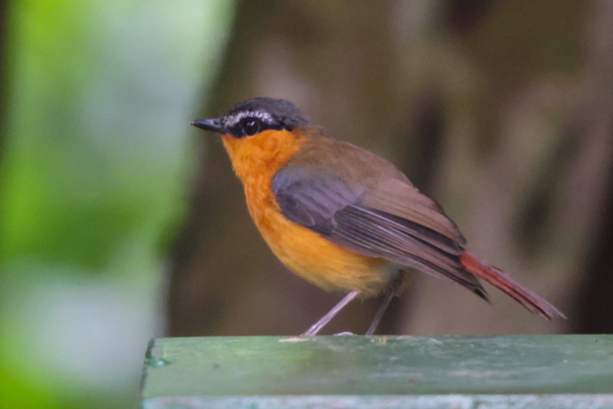 Gray-winged Robin-Chat - ML633228012