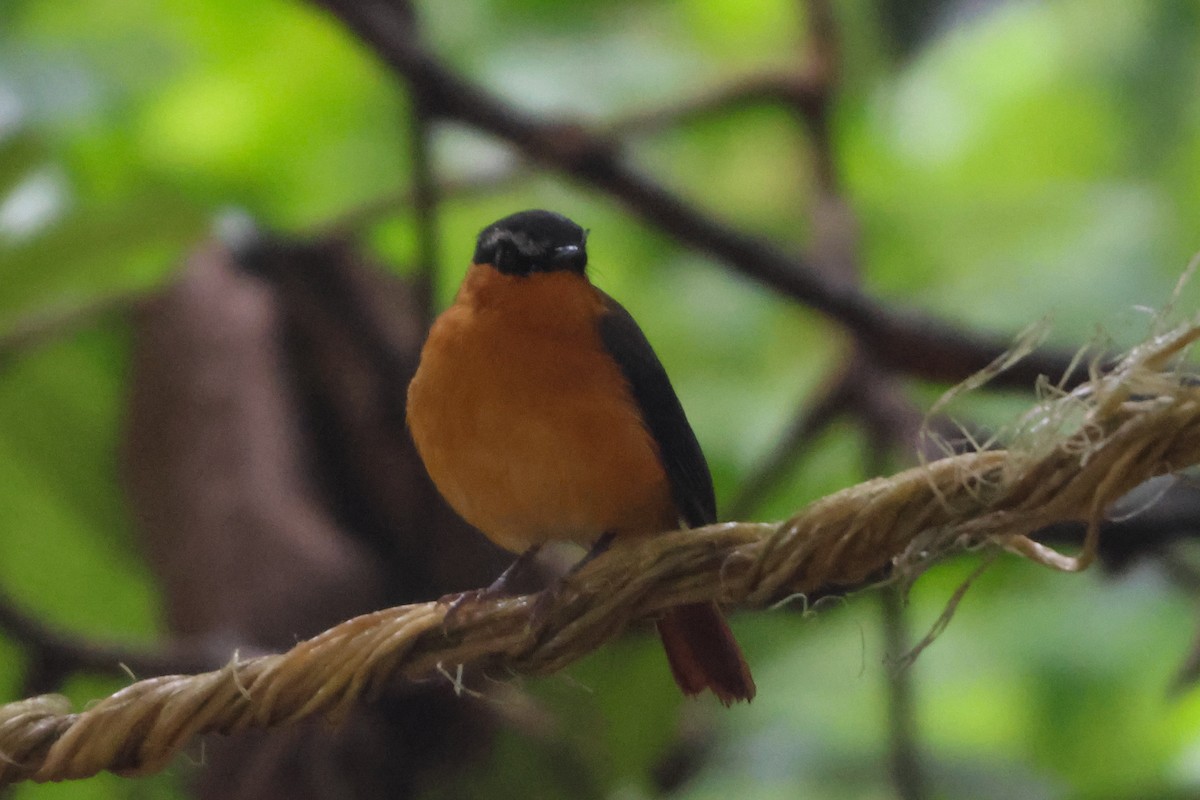 Gray-winged Robin-Chat - ML633228013