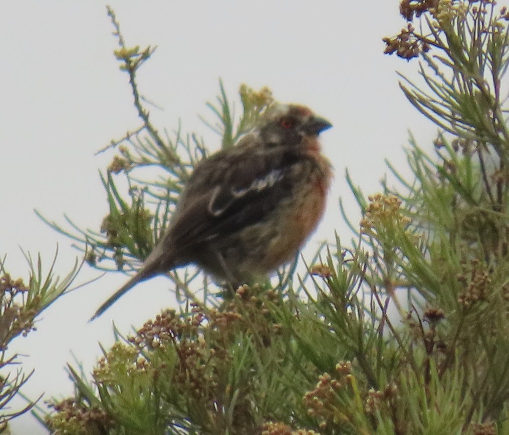 Rufous-tailed Plantcutter - ML633228244
