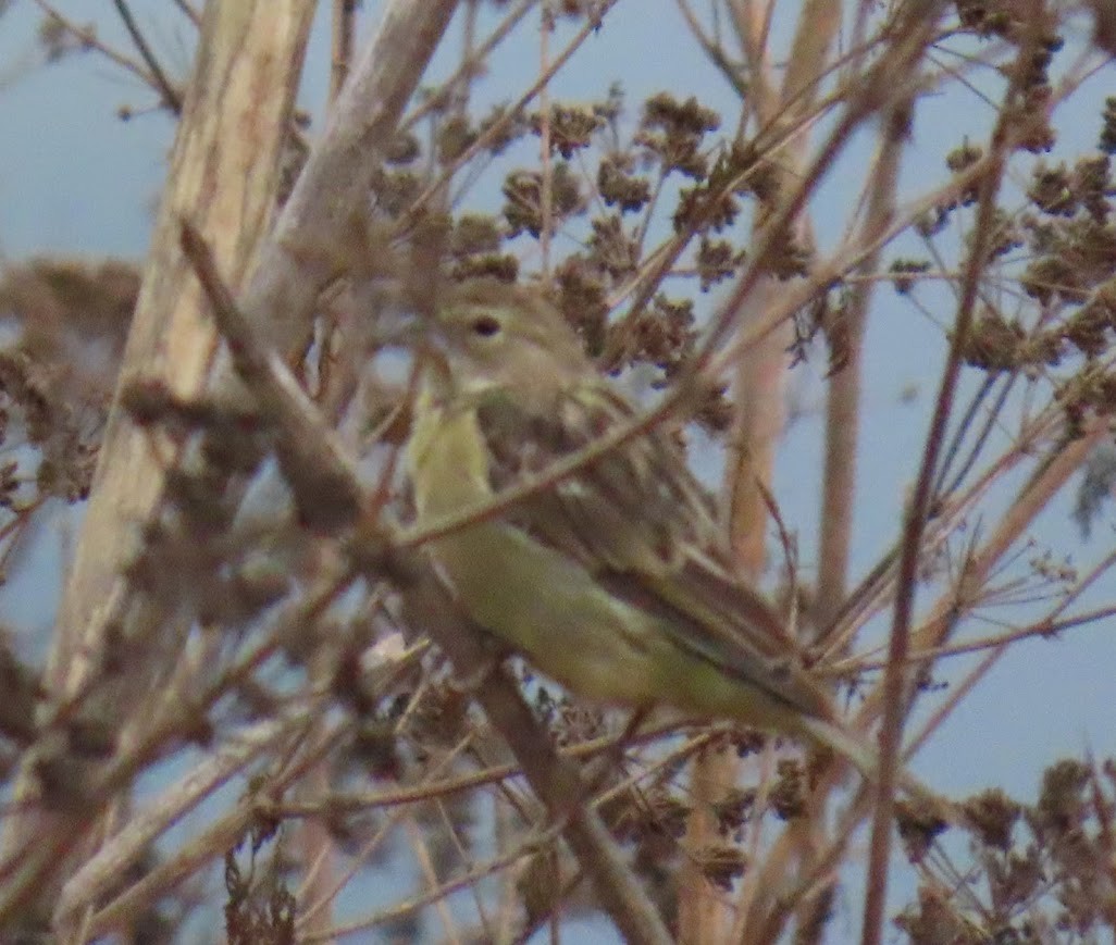 Grassland Yellow-Finch - ML633228292